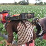STEs-i apoya a las mujeres inmigrantes temporeras de la fresa de Huelva